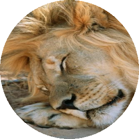 Profilo ylenia bitetti