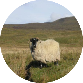 Profilo CIOCCOLATOSA